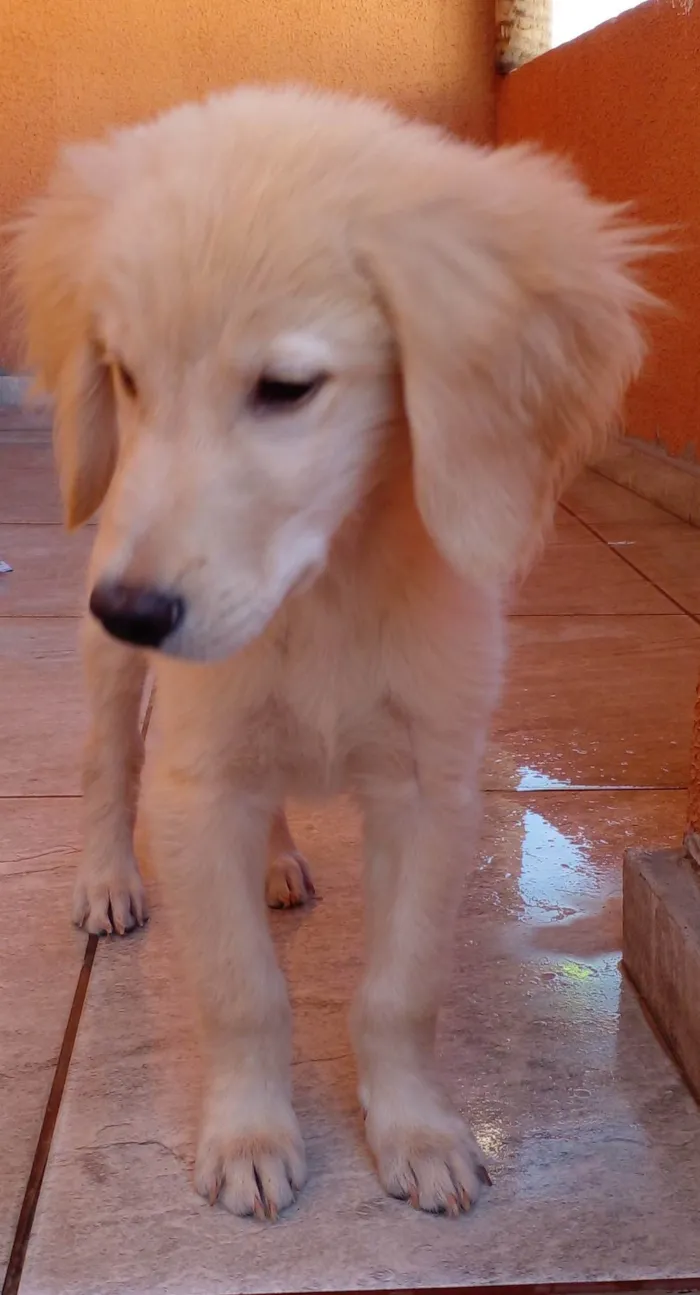 Cachorro ra a Golden  idade 2 a 6 meses nome Lyon