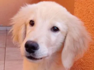 Cachorro raça Golden  idade 2 a 6 meses nome Lyon