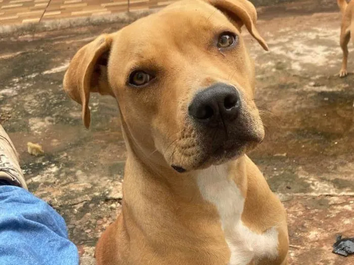 Cachorro ra a Pit-Bull idade 7 a 11 meses nome Medusa 