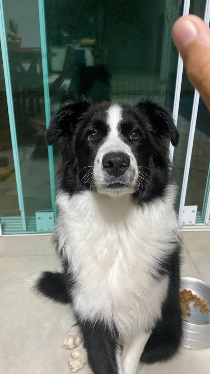 Cachorro ra a Boder collie idade 7 a 11 meses nome Zeus