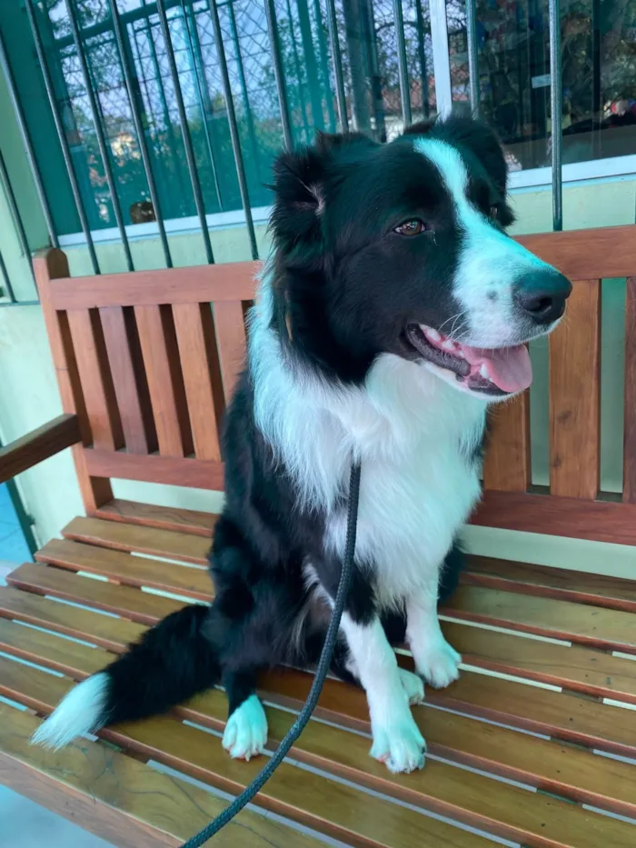 Cachorro ra a Boder collie idade 7 a 11 meses nome Zeus