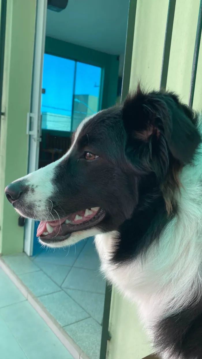 Cachorro ra a Boder collie idade 7 a 11 meses nome Zeus