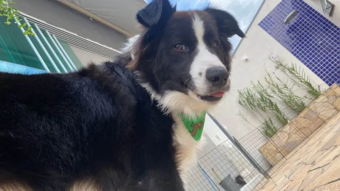 Cachorro ra a Boder collie idade 7 a 11 meses nome Zeus