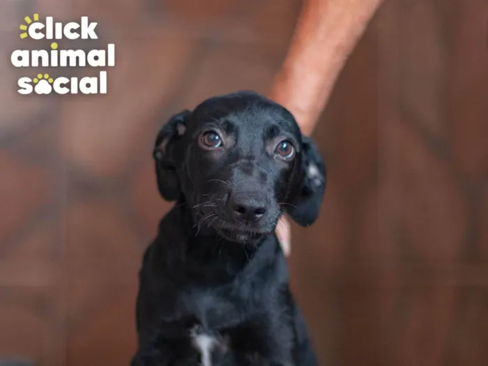 Cachorro ra a SRD-ViraLata idade 2 a 6 meses nome MORENA