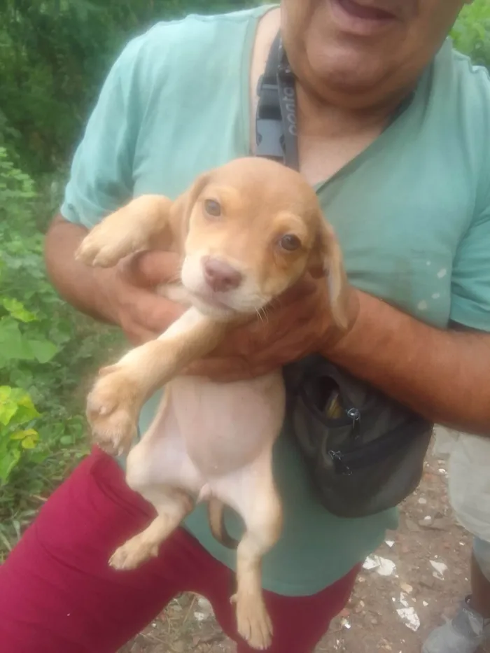 Cachorro ra a SRD-ViraLata idade 2 a 6 meses nome Boris 