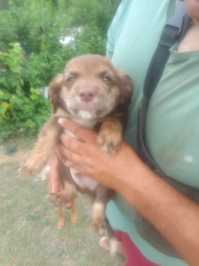 Cachorro ra a SRD-ViraLata idade 2 a 6 meses nome Menino 