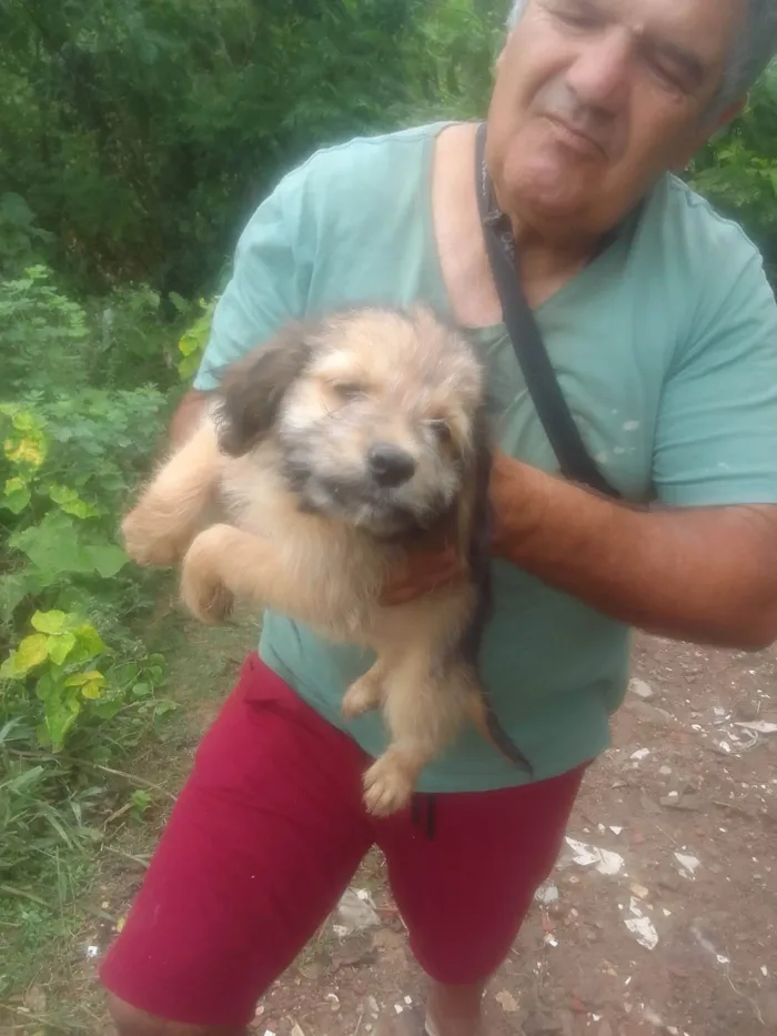 Cachorro ra a SRD-ViraLata idade 2 a 6 meses nome Mali 