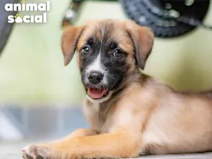 Cachorro raça SRD-ViraLata idade 2 a 6 meses nome BEBELA
