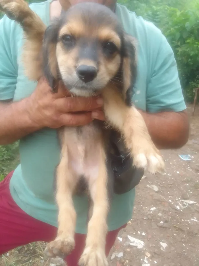 Cachorro ra a SRD-ViraLata idade 7 a 11 meses nome Julio