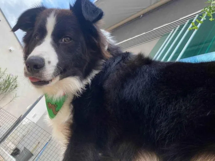 Cachorro ra a Boder collie idade 7 a 11 meses nome Zeus