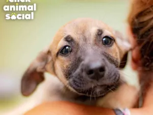 Cachorro raça SRD-ViraLata idade 2 a 6 meses nome GIGI