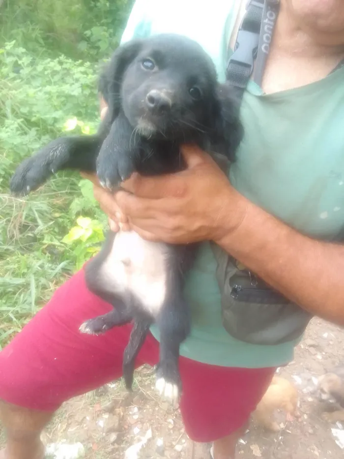 Cachorro ra a SRD-ViraLata idade 2 a 6 meses nome Neguinho