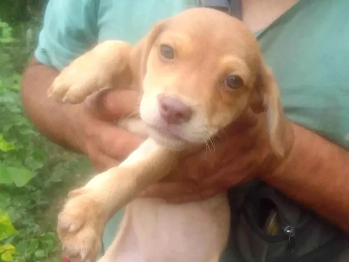 Cachorro ra a SRD-ViraLata idade 2 a 6 meses nome Boris 