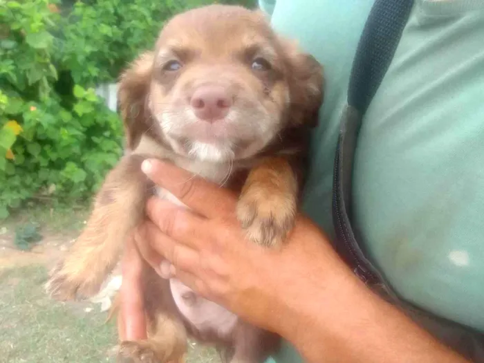 Cachorro ra a SRD-ViraLata idade 2 a 6 meses nome Menino 