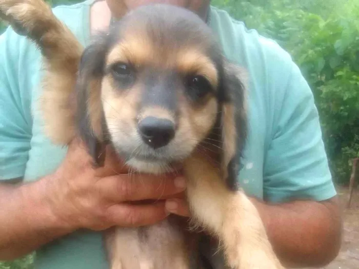 Cachorro ra a SRD-ViraLata idade 7 a 11 meses nome Julio