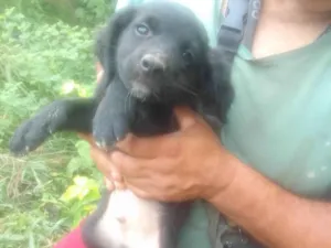 Cachorro raça SRD-ViraLata idade 2 a 6 meses nome Neguinho