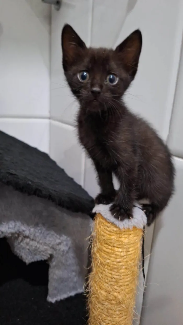 Gato ra a SRD-ViraLata idade Abaixo de 2 meses nome Amora