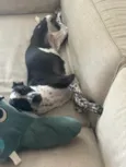 Moana