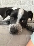 Moana
