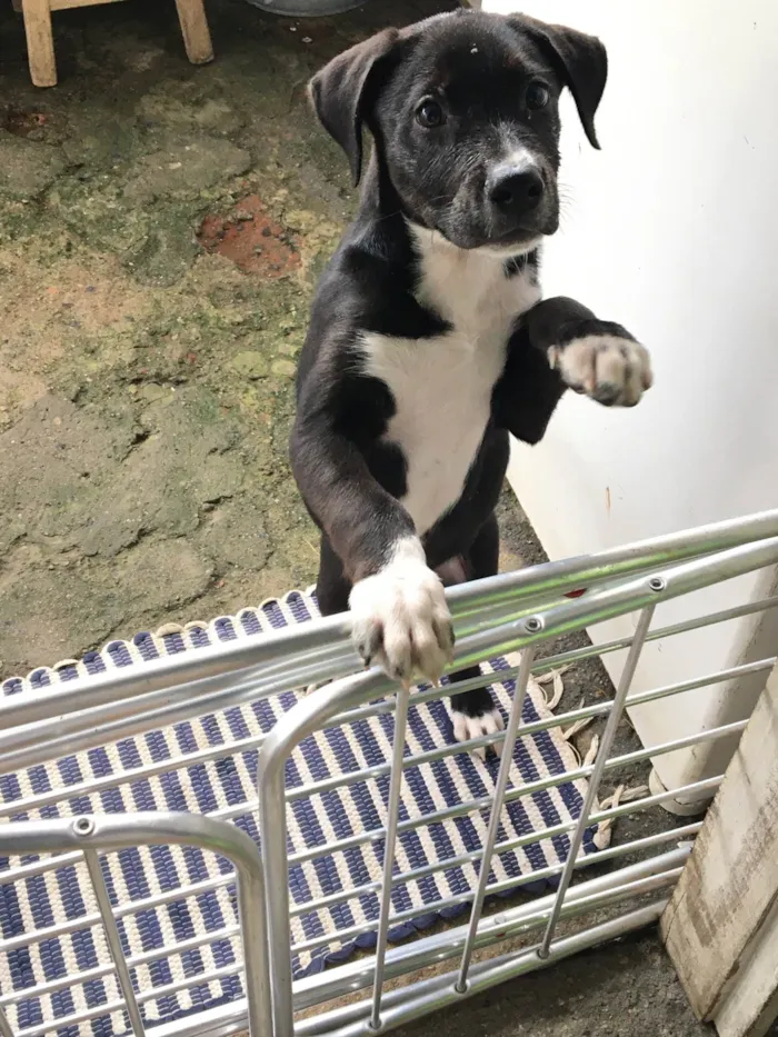 Cachorro ra a Pit-Bull + vira lata idade 2 a 6 meses nome Marujo