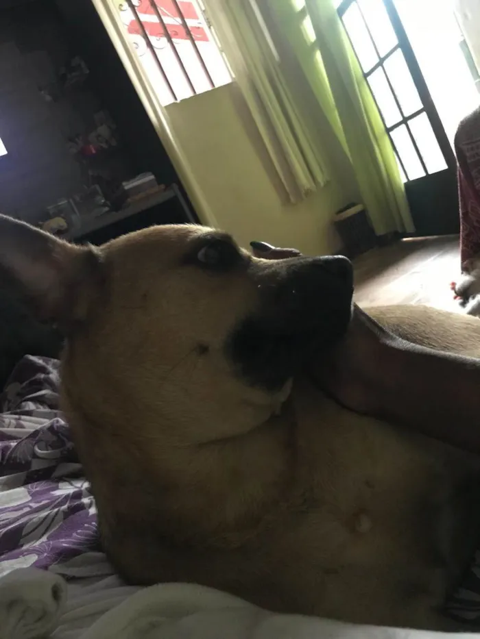 Cachorro ra a SRD-ViraLata idade 2 anos nome Gaspar e Ayra