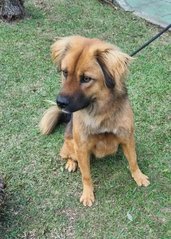 Cachorro ra a SRD-ViraLata idade 2 anos nome Lobão