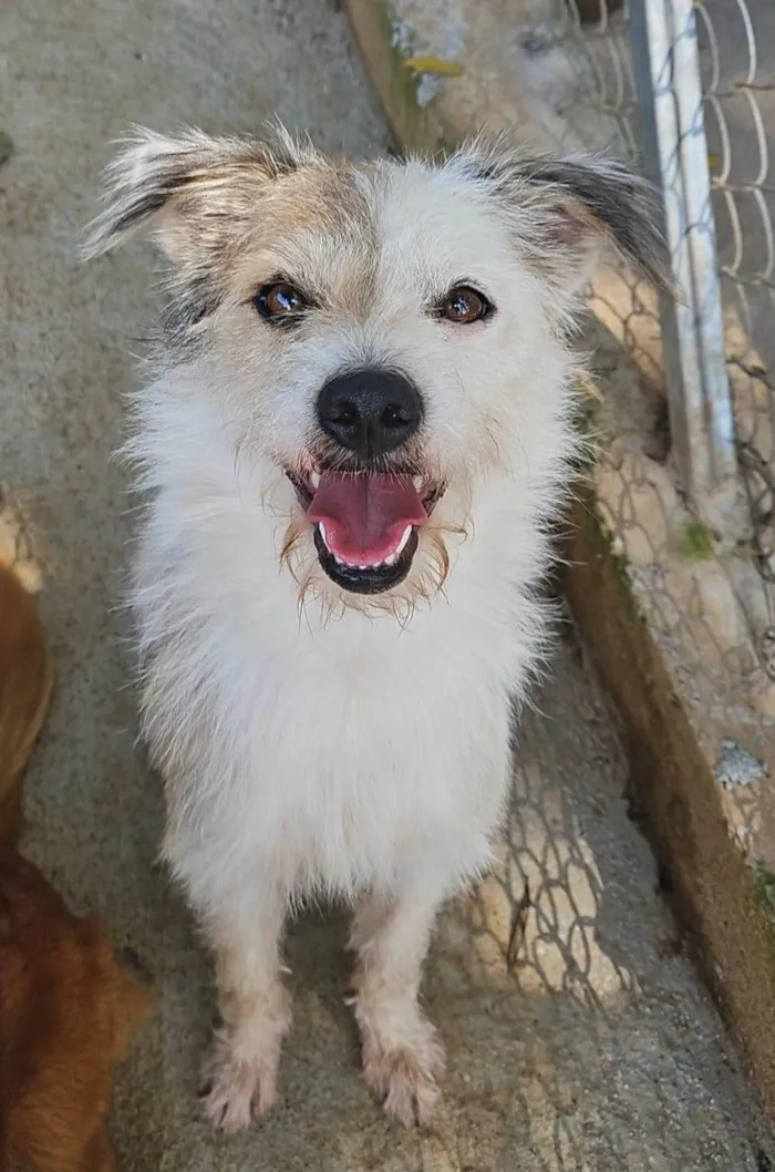 Cachorro ra a SRD-ViraLata idade 1 ano nome Estopinha