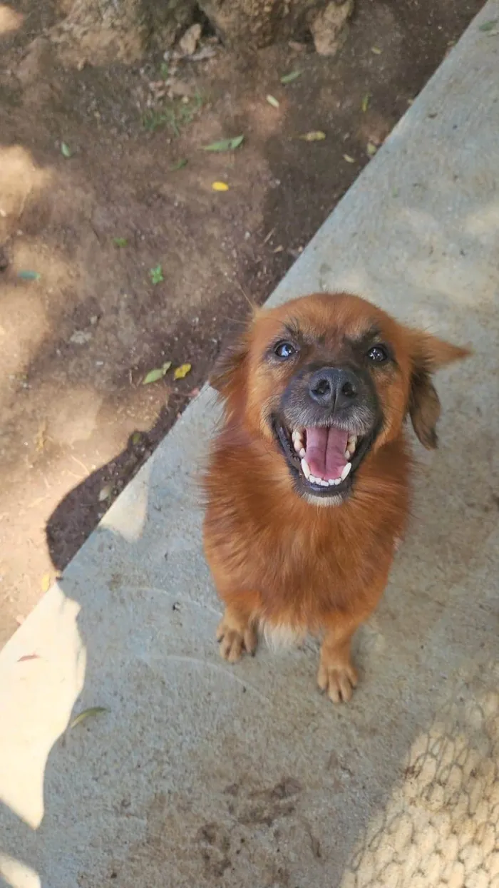 Cachorro ra a SRD-ViraLata idade 1 ano nome Lobinho