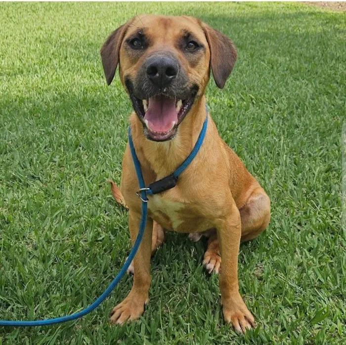 Cachorro ra a SRD-ViraLata idade 2 anos nome Spike