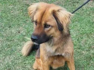 Cachorro raça SRD-ViraLata idade 2 anos nome Lobão