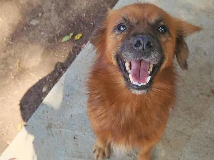 Cachorro ra a SRD-ViraLata idade 1 ano nome Lobinho