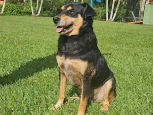 Cachorro raça SRD-ViraLata idade 2 anos nome Twix