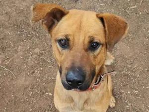 Cachorro raça SRD-ViraLata idade 2 anos nome Scooby