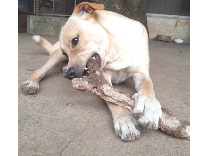 Cachorro ra a SRD-ViraLata idade 1 ano nome Tito