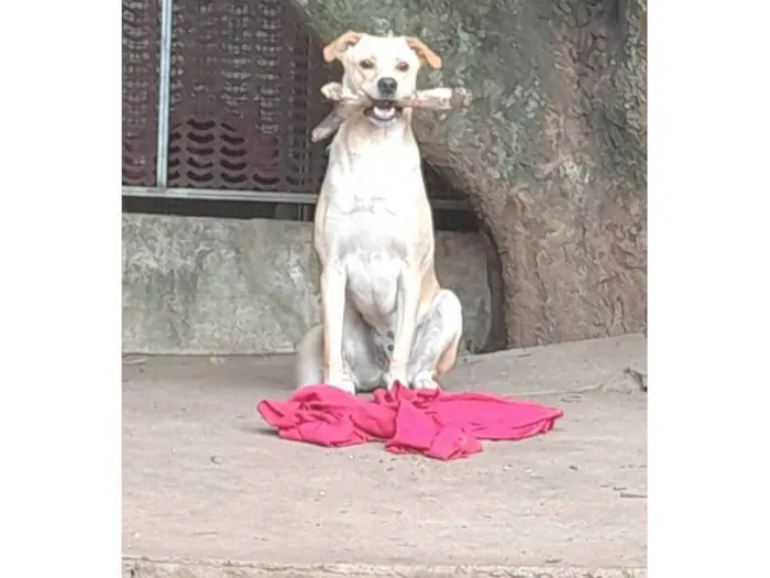 Cachorro ra a SRD-ViraLata idade 1 ano nome Tito