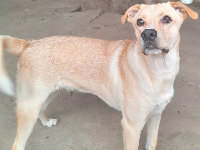 Cachorro ra a SRD-ViraLata idade 1 ano nome Tito