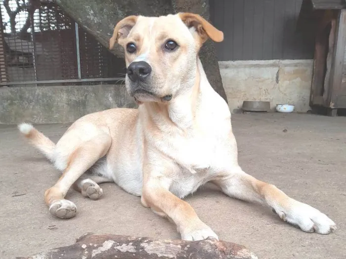 Cachorro ra a SRD-ViraLata idade 1 ano nome Tito