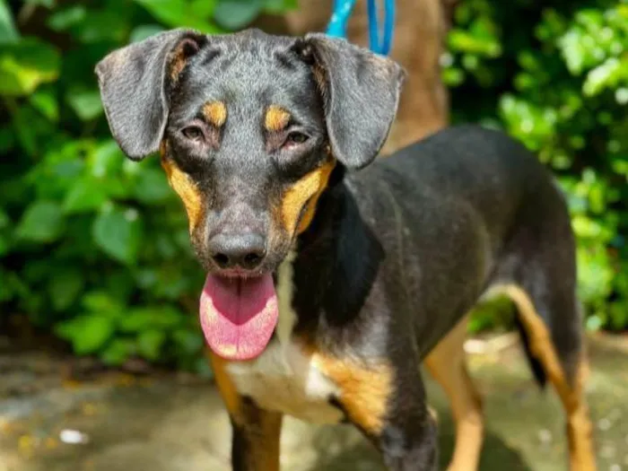 Cachorro ra a SRD-ViraLata idade 3 anos nome Feijão 