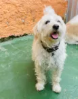 Apolo
