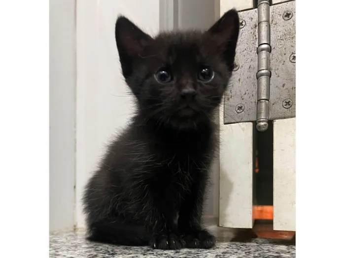 Gato ra a SRD-ViraLata idade Abaixo de 2 meses nome Amora