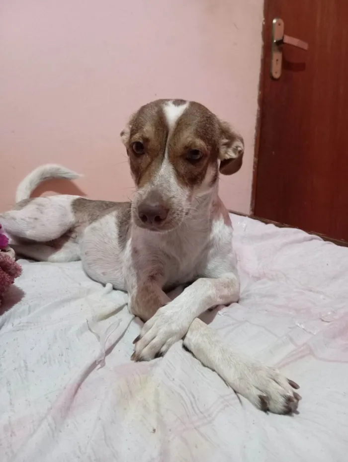 Cachorro ra a SRD-ViraLata idade 2 anos nome Pipoca