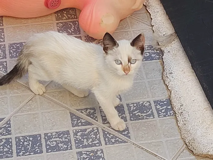 Gato ra a Viralata idade 2 a 6 meses nome Não tem nome