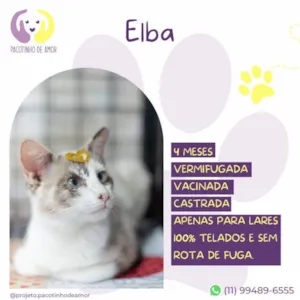 Gato raça SRD-ViraLata idade 2 a 6 meses nome Elba