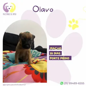 Cachorro raça SRD-ViraLata idade Abaixo de 2 meses nome Olavo