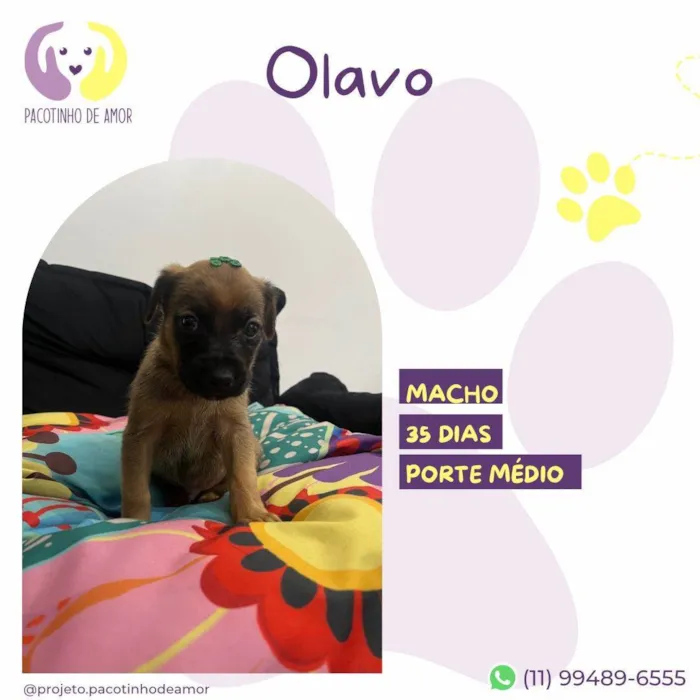 Cachorro ra a SRD-ViraLata idade Abaixo de 2 meses nome Olavo
