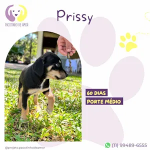 Cachorro raça SRD-ViraLata idade 2 a 6 meses nome Prissy