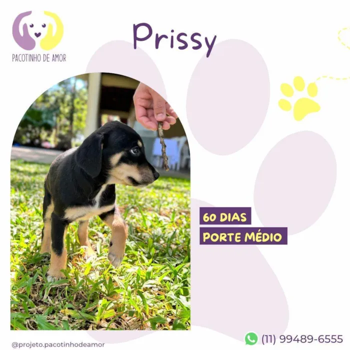 Cachorro ra a SRD-ViraLata idade 2 a 6 meses nome Prissy