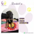 Rodolfo