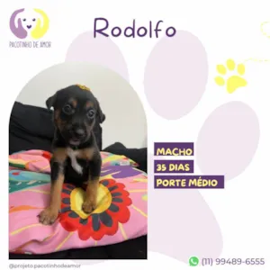 Cachorro raça SRD-ViraLata idade Abaixo de 2 meses nome Rodolfo