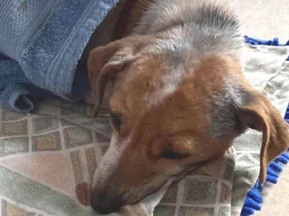 Cachorro raça SRD-ViraLata idade 6 ou mais anos nome Estrela